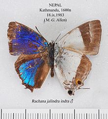 Rachana (butterfly) httpsuploadwikimediaorgwikipediacommonsthu