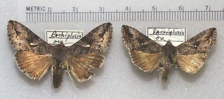 Rachiplusia nitrobiosciarizonaeduzeebbutterfliesfigsmot