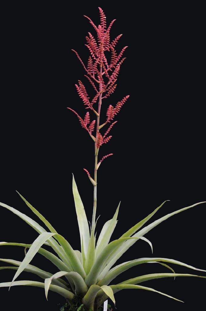 Racinaea Bromeliads in Australia Racinaea multiflora v tomensis