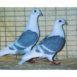 Racing Homer Racing Pigeons for sale Homing Pigeons for Sale Breeding Pairs of