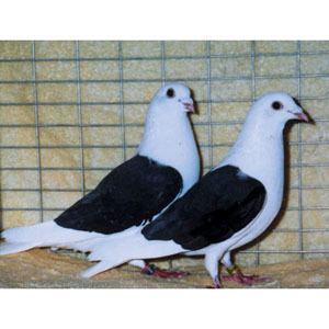 Racing Homer Racing Pigeons for sale Homing Pigeons for Sale Breeding Pairs of