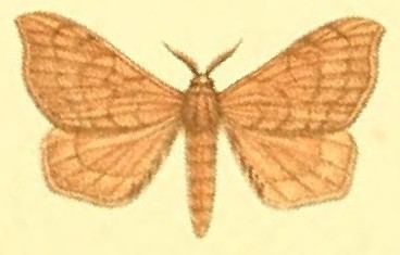 Racinoa metallescens