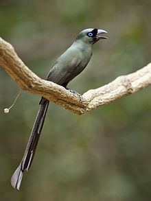 Racket-tailed treepie httpsuploadwikimediaorgwikipediacommonsthu