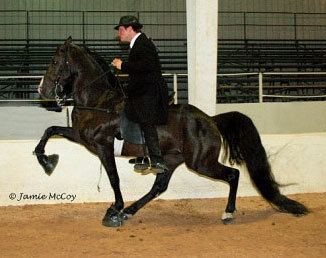 Racking Horse 1000 images about Racking horse on Pinterest Alabama Tennessee