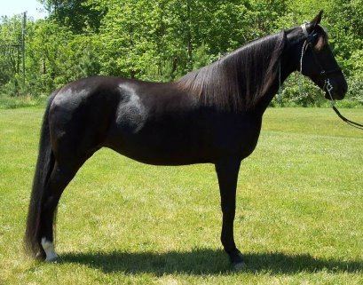 Racking Horse - Alchetron, The Free Social Encyclopedia