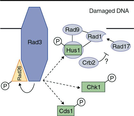 RAD17 Figure 1 Sensorless checkpoint activation Nature Cell Biology