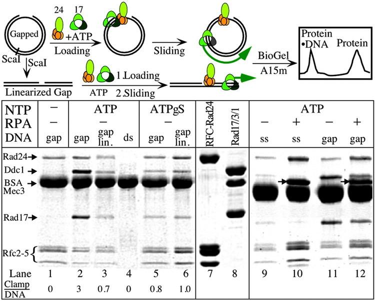 RAD17 Yeast Rad17Mec3Ddc1 A sliding clamp for the DNA damage checkpoint