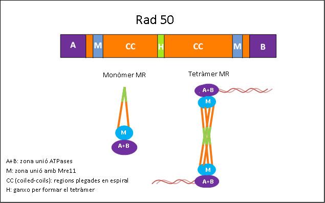 Rad50 FileRAD50png Wikimedia Commons