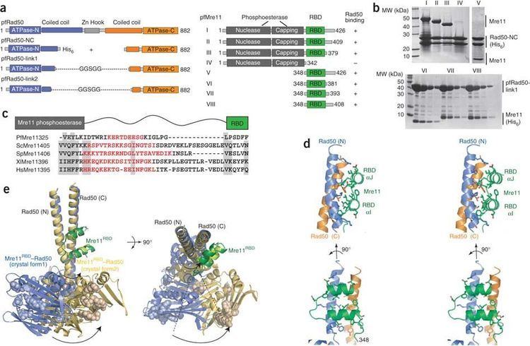 Rad50 ABC ATPase signature helices in Rad50 link nucleotide state to Mre11
