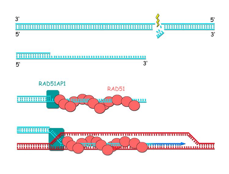 RAD51 ScienceBerkeley Lab A Critical Cog in the DNA Repair Machinery