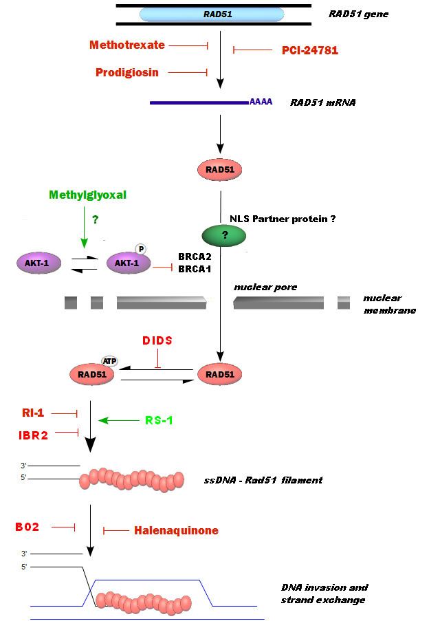 RAD51 New Potential Therapeutic Approaches by Targeting Rad51 Dependent