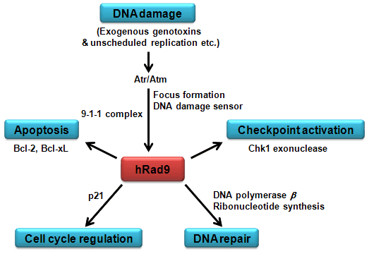 RAD9A atlasgeneticsoncologyorgGenesImagesRAD9AFig2png