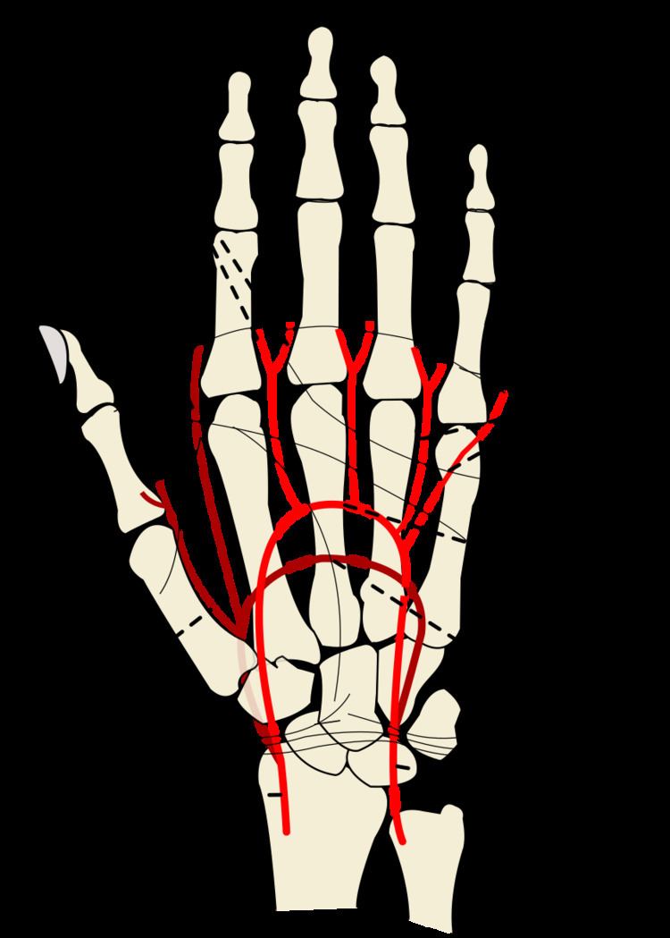 Radial artery of index finger