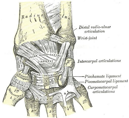 Radial collateral ligament of wrist joint