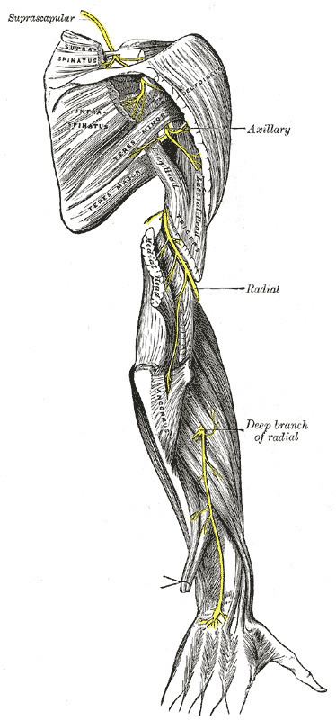 Radial nerve dysfunction