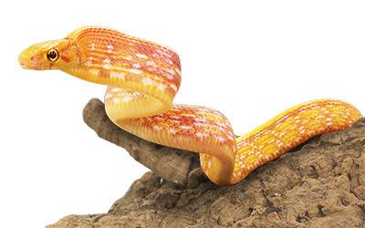 Radiated ratsnake Peregrine Livefoods Radiated Rat Snake
