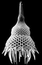 Radiolaria wwwradiolariaorgimglamprocyclasmaritalis150jpg