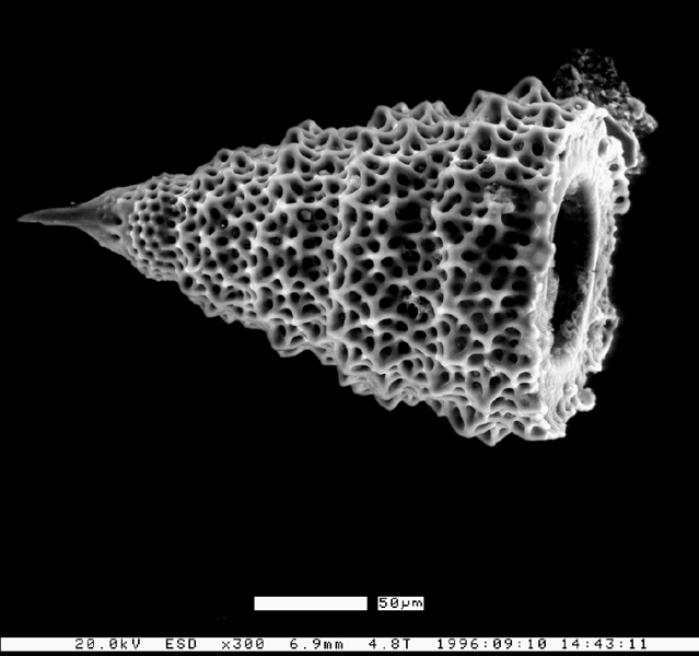 Radiolaria Morphology of the Radiolaria