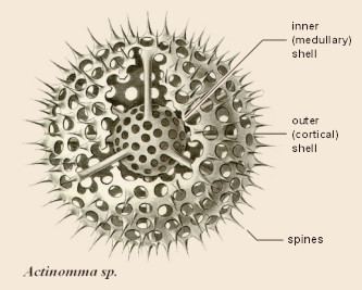 Radiolaria Radiolaria Droplet Microscopy of the Protozoa