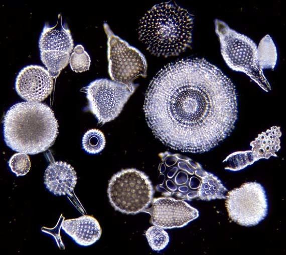 Radiolaria MicUK Radiolaria