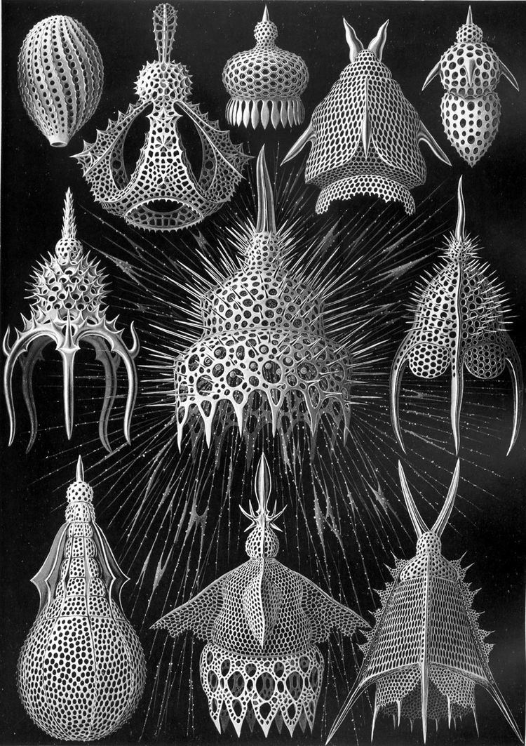 Radiolaria 1000 images about Radiolaria on Pinterest Unique Charts and In