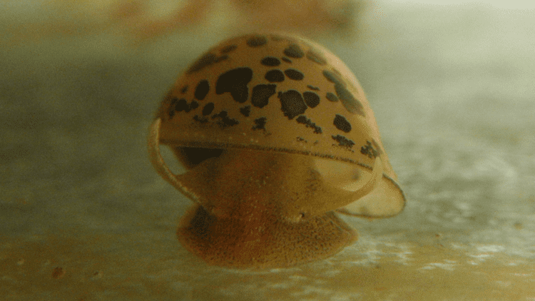 Radix auricularia Radix auricularia gastropods