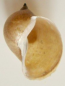 Radix (gastropod) httpsuploadwikimediaorgwikipediacommonsthu