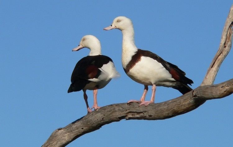 Radjah shelduck Radjah shelduck Tadorna radjah Department of Environment and