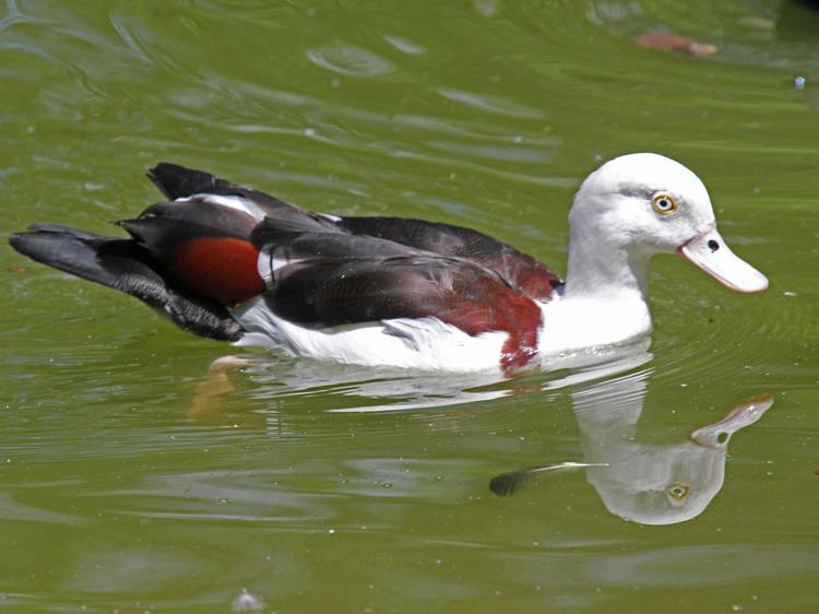 Radjah shelduck FileRadjah Shelduck RWD4jpg Wikimedia Commons