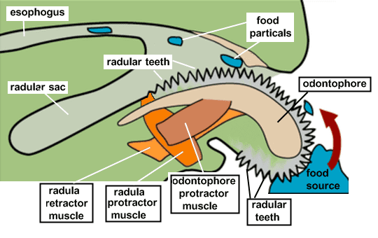 Radula Radula diagram
