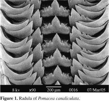 Radula Radular ultrastructure of South American Ampullariidae Gastropoda