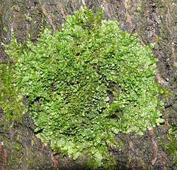 Radula (plant) httpsuploadwikimediaorgwikipediacommonsthu