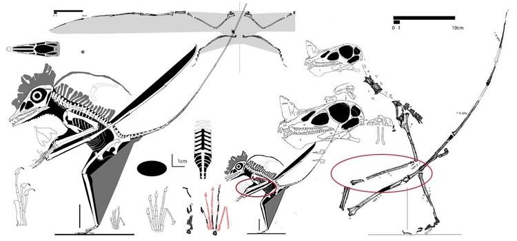 Raeticodactylus Raeticodactylus a pterosaur box kite The Pterosaur Heresies