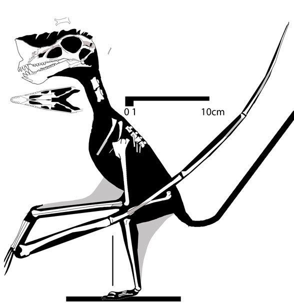 Raeticodactylus Raeticodactylusrecon588jpg
