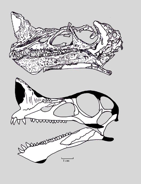 Raeticodactylus wwwpaleofilecomimgesPterosaursRaeticodactylus