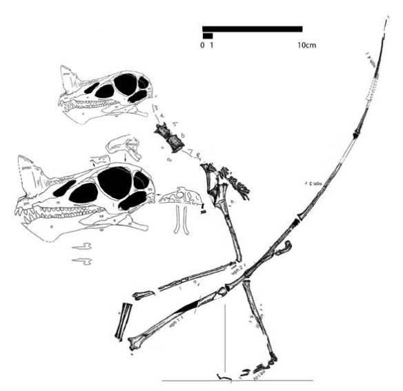 Raeticodactylus Raeticodactylus Pictures amp Facts The Dinosaur Database