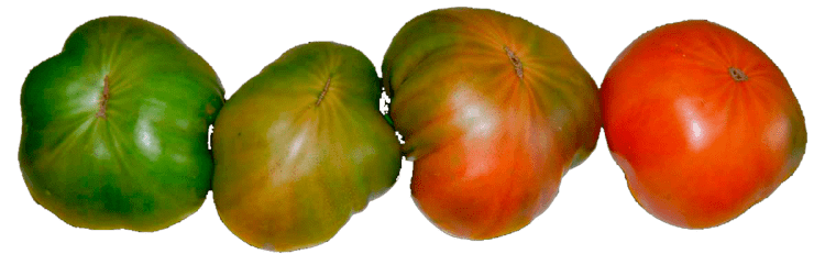 Raf tomato The Raf tomato pepeRaf