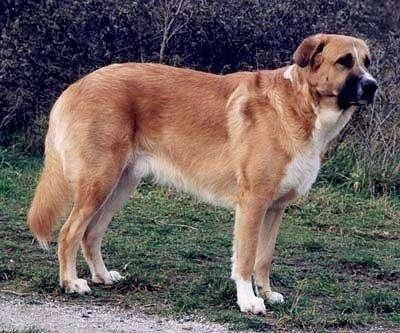 Rafeiro do Alentejo Portuguese Watchdog Breed Information and Pictures