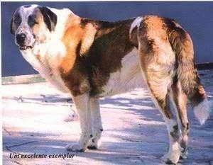 Rafeiro do Alentejo Portuguese Watchdog Breed Information and Pictures