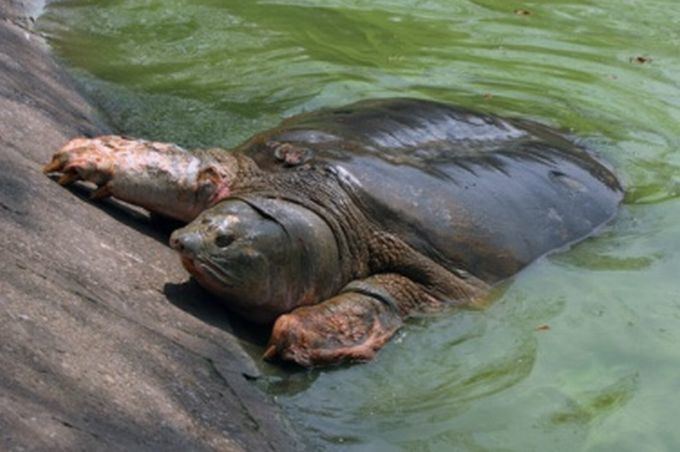 Rafetus Turtle in Danger Vietnam Swinhoe39s softshell turtle Rafetus