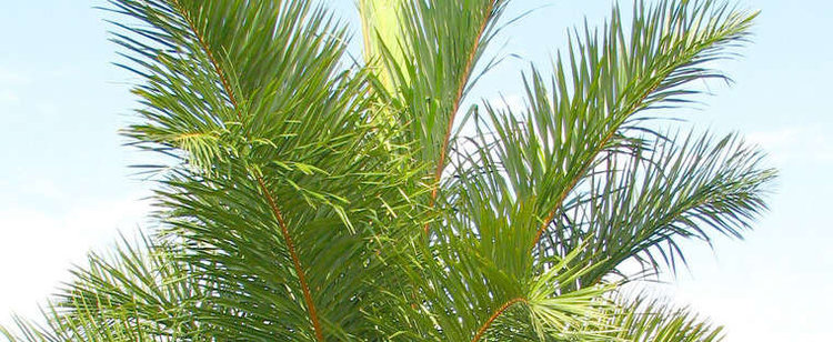 Raffia palm Raffia Palm Raphia farinifera