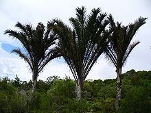Raffia palm httpsuploadwikimediaorgwikipediacommonsthu