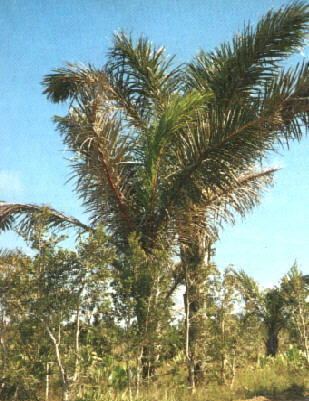Raffia palm THE RAFFIA PALM Raphia farinifera