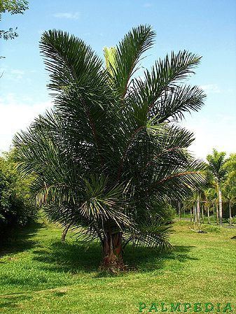 Raffia palm Raphia farinifera Palmpedia Palm Grower39s Guide