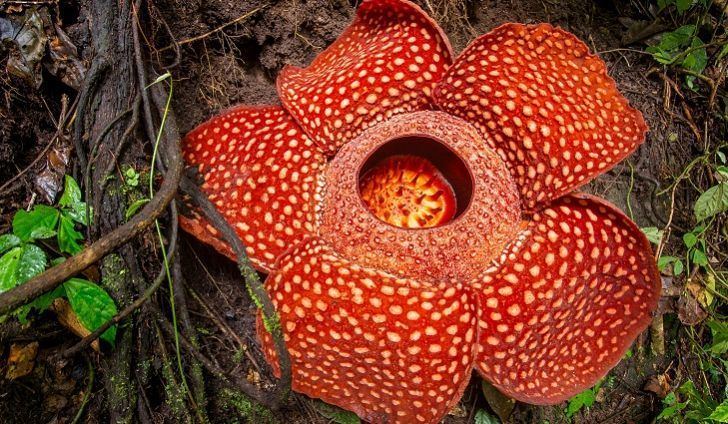 Rafflesia arnoldii Rafflesia arnoldii The Largest Flower On Earth WorldAtlascom