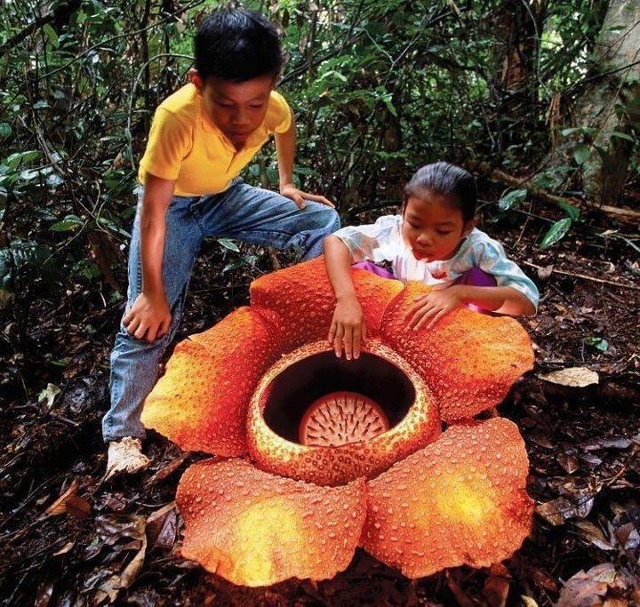 Rafflesia arnoldii rafflesia arnoldii Archives Andrea Gibbons