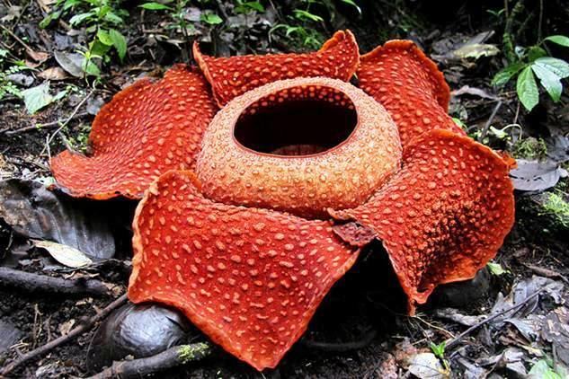 Rafflesia arnoldii Rafflesia arnoldii Tree Directory