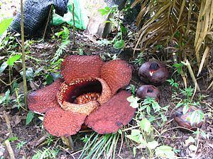 Rafflesia arnoldii httpsuploadwikimediaorgwikipediacommonsthu