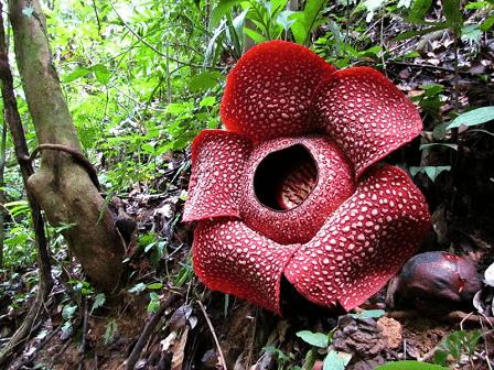 Rafflesia arnoldii Rafflesia Arnoldii The Largest Bloom on Earth And One of the Most