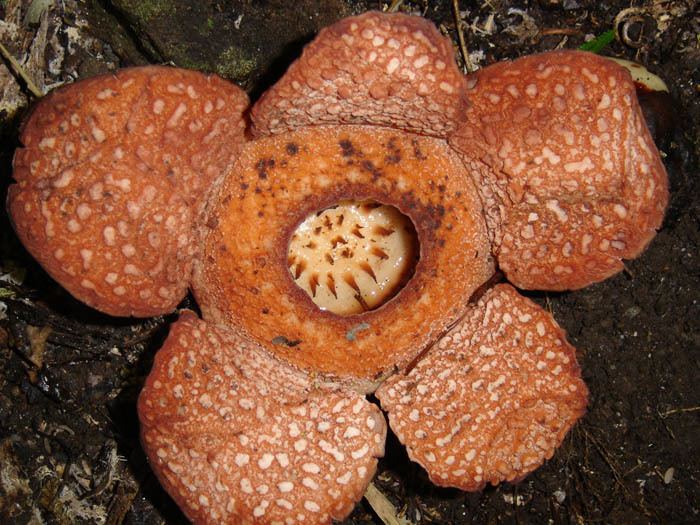 Rafflesia baletei parasiticplantssiueduRafflesiaceaeimagesRaffl